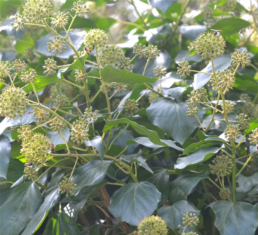 Hedera helix / Edera